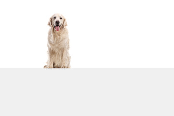 Labrador retriever dog sitting on a panel