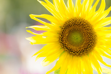 Obraz premium Closeup sunflower in the garden and the morning sunshine. Copy space for text.