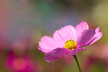 Closeup Cosmos pink flower in the garden and the morning sunshine. Copy space for text.