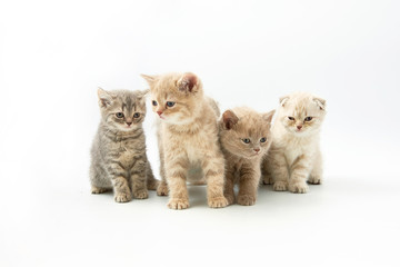 small funny kittens on a white background