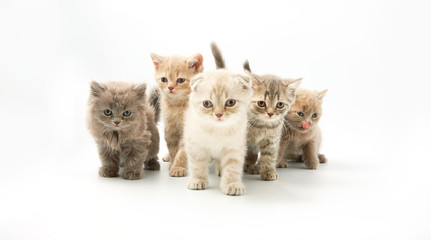 small funny kittens on a white background