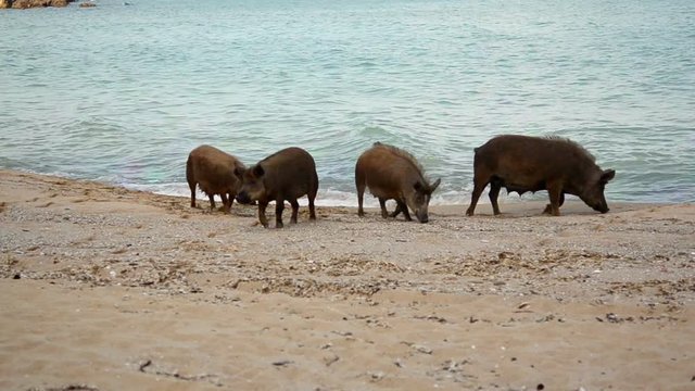 A herd of wild pigs is looking for food on the seashore, eating dried seaweed