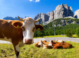 Fototapeta na wymiar Dolomiten mit Kühen im Vordergrund 