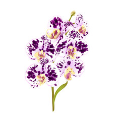 Obraz na płótnie Canvas Branch orchid Phalaenopsis spotted purple and white flowers and leaves tropical plants stem and buds on a white background vintage vector botanical illustration for design editable hand draw