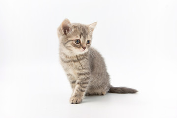 Obraz premium small funny kittens on a white background