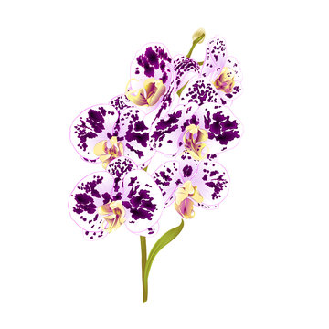 Branch orchid Phalaenopsis spotted purple and white  flowers and leaves tropical plants  stem and buds on a white background vintage vector botanical illustration for design editable hand draw