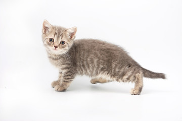 small funny kittens on a white background