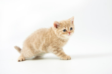 Obraz premium small funny kittens on a white background