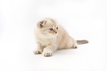 small funny kittens on a white background