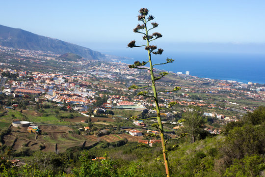 Flowering Agave americana against city and sea side. LA Orotava valley on Canary islands, Spain.