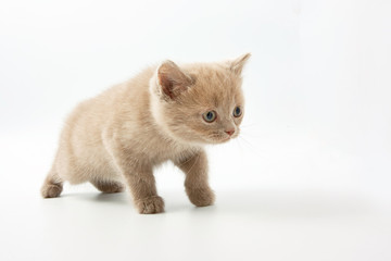 small funny kittens on a white background