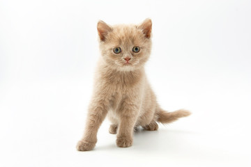 small funny kittens on a white background