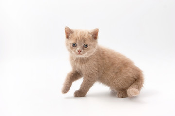 Obraz premium small funny kittens on a white background