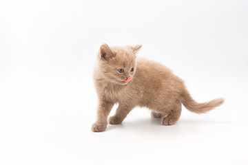 small funny kittens on a white background