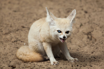 Fennec fox (Vulpes zerda).