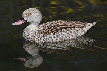 Fototapeta premium Cape teal (Anas capensis)