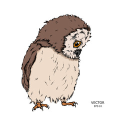 Portrait of a Owl. Can be used for printing on T-shirts, flyers and stuff. Vector illustration