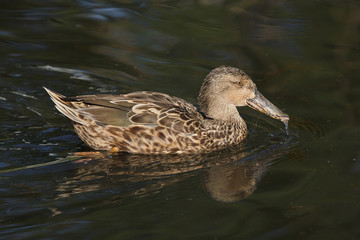 Northern shoveler (Anas clypeata)