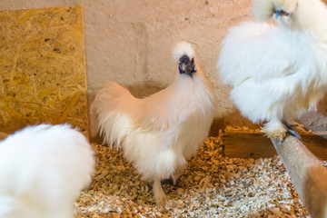 Silk chicken in the chicken coop. Household.