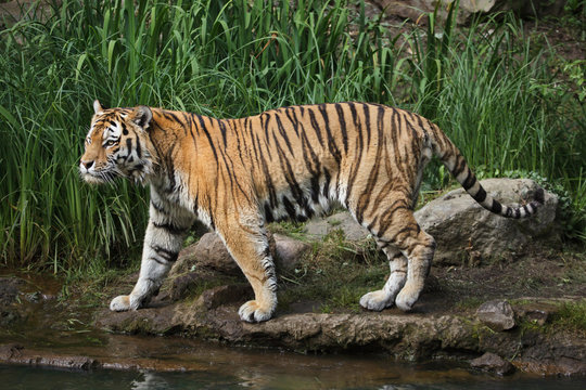 Fototapeta Siberian tiger (Panthera tigris altaica)