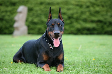 Dobermann