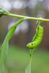 The caterpillar of the hawk the second name Adam's head . Green caterpillar with a horn on leaves