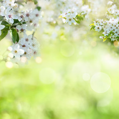 Cherry blossoms with spring background