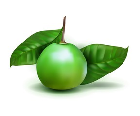 Photo realistic Alibertia edulis 3d vector fruit with leaves isolated on white background. Alibertia edulis in the family Rubiaceae. PURUÍ, MARMELADA, GOIABA PRETA. RUBIACEAE