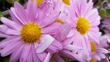 chrysanthemums flowers water drops macro details