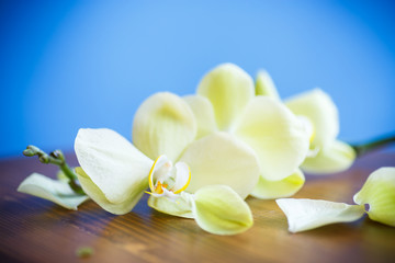 Naklejka na ściany i meble Close-up of white orchid