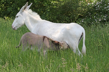Obraz premium Eselstute mit ihrem Fohlen
