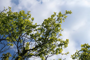 Himmel mit Bäumen