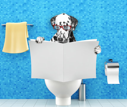 Dalmatian Dog Sitting On A Toilet Seat With Digestion Problems Or Constipation Reading Magazine Or Newspaper