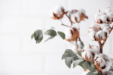 Autumn composition. Dried white fluffy cotton flowers on white wood wall with copy space. Floral...
