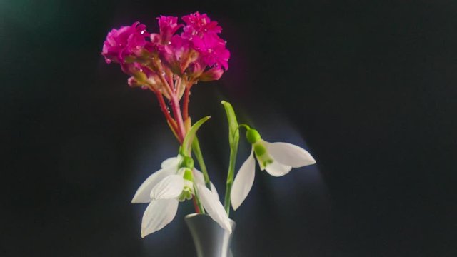 Blooming pink, flower kalanchoe and snowdrop. Rotating movement.