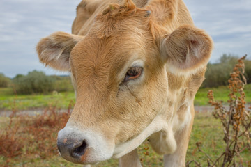 Fototapeta na wymiar Calf face , selective focus. Young cow portrait
