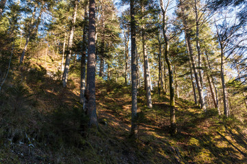 Fototapeta na wymiar Bäume am Wanderweg, Rundweg um den Eibsee an der Zugspitze