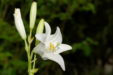 lilium candidum