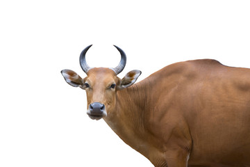 Banteng female isolated on white background (wild cow)