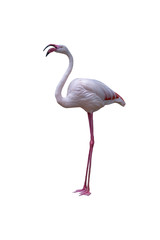 flamingo  isolated on white background