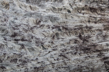 wood texture background . surface of old dark vintage wall , nature design of tree pattern . wooden table material is grunge style .