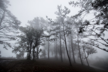 Fototapeta na wymiar landscape cold nature forest with mist , fog in the air . winter weather national park on mountain 