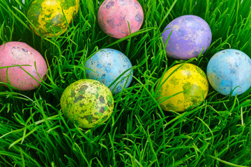 Easter eggs in grass