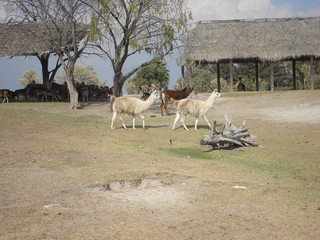 Naklejka premium buffalo, animal, willife, nature, hena, lyon, girafe, bear, hipopotamus, zebra, monke, african, safari, tribu, zoo, park, ñu, tiger, selve, elephant, alpaca 