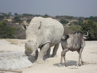 Fototapeta premium buffalo, animal, willife, nature, hena, lyon, girafe, bear, hipopotamus, zebra, monke, african, safari, tribu, zoo, park, ñu, tiger, selve, elephant, alpaca 