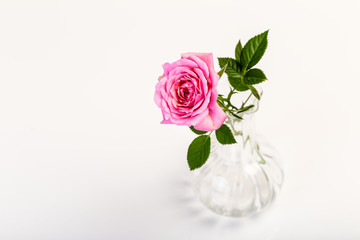 singel pink rose in glass vase one white background