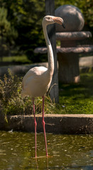 one pink flamingo