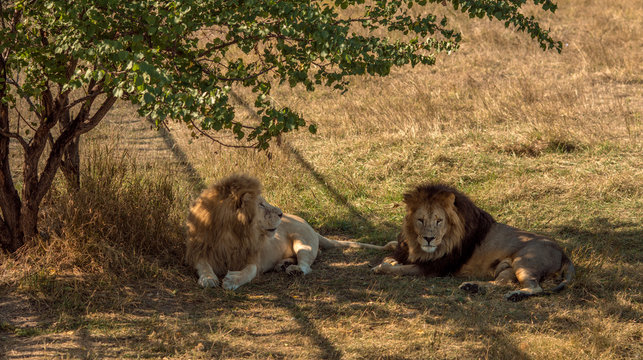 lions rest to arid savannah