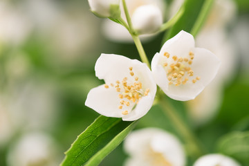 Jasmine flowers in garden, close up