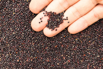 Black Quinoa seed. Person with grains in hand. Macro. Whole food.